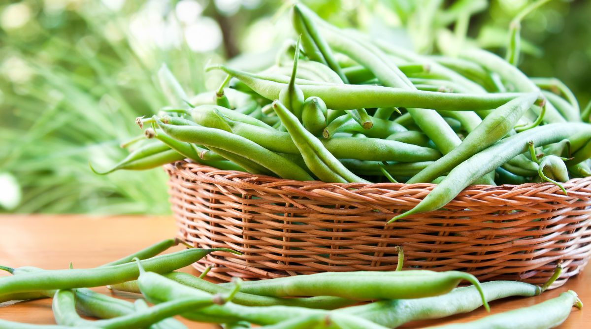 How to Preserve and Blanch Green Beans