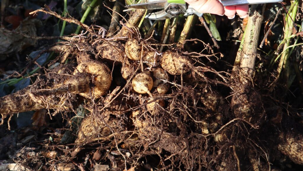 dig up and store dahlia tubers